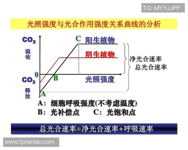 黄蜂生态系统中的关键角色与其对环境的影响分析